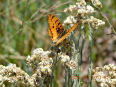 Catacroptera cloanthe