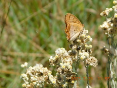 Catacroptera cloanthe