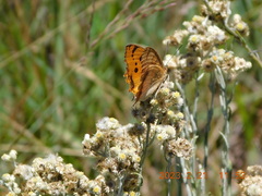 Catacroptera cloanthe