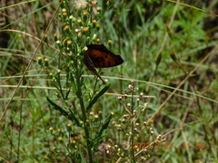Catacroptera cloanthe