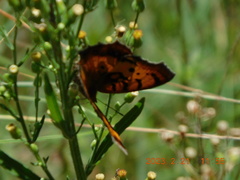 Catacroptera cloanthe