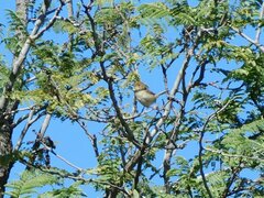 Cisticola fulvicapilla