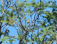 Cisticola fulvicapilla