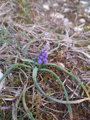 Muscari