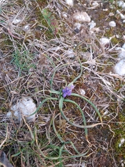 Muscari