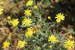 Apis mellifera