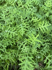 Pholistoma membranaceum