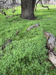 Pholistoma membranaceum