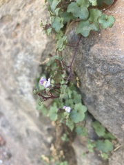 Cymbalaria muralis