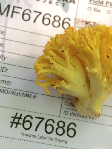 Ramaria caulifloriformis image