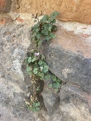 Cymbalaria muralis