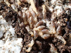 Termitinae