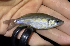 Melanotaenia splendida