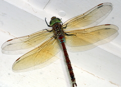 Anaciaeschna jaspidea