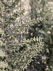 Pellaea mucronata mucronata