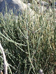 Ephedra aspera
