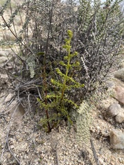 Pellaea mucronata mucronata