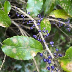 Cephaleuros lagerheimii