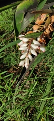 Alpinia zerumbet