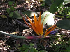 Strelitzia reginae reginae