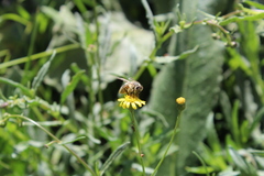 Apis mellifera