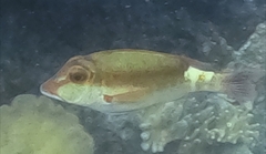 Lethrinidae