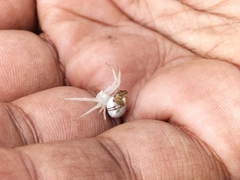 Thomisus citrinellus