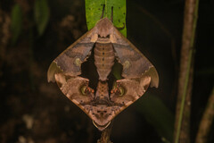 Daphnusa ocellaris