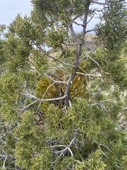 Phoradendron bolleanum