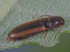 Dalopius marginatus