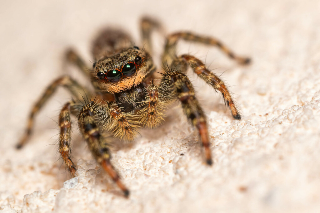 Fencepost jumping spider, photo 1 of 10