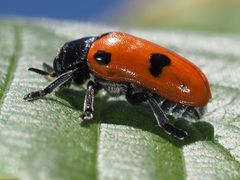Clytra quadripunctata