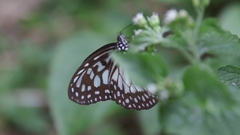 Ideopsis juventa