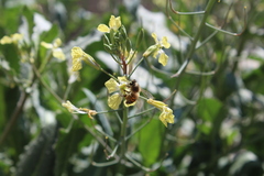 Apis mellifera