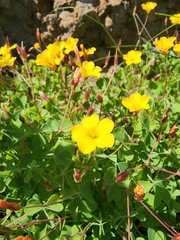 Oxalis californica