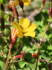 Oxalis californica