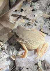 Ingerophrynus parvus