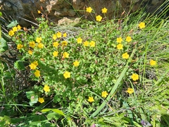 Oxalis californica