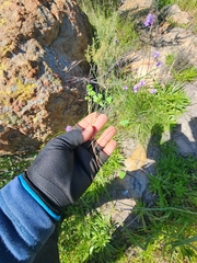 Oxalis californica