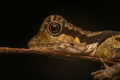 Giant Forest Dragon photo 4