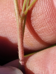 Oxalis californica
