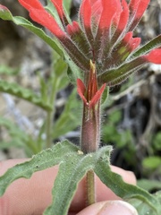 Castilleja martini
