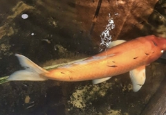 Cyprinus rubrofuscus