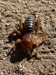 Ammopelmatus