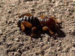 Ammopelmatus