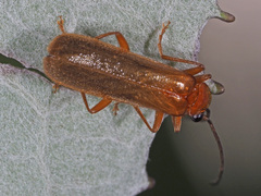 Rhagonycha translucida