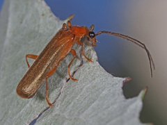 Rhagonycha translucida