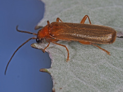 Rhagonycha translucida