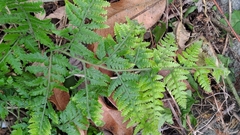 Microlepia speluncae