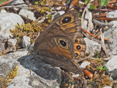 Lasiommata petropolitana